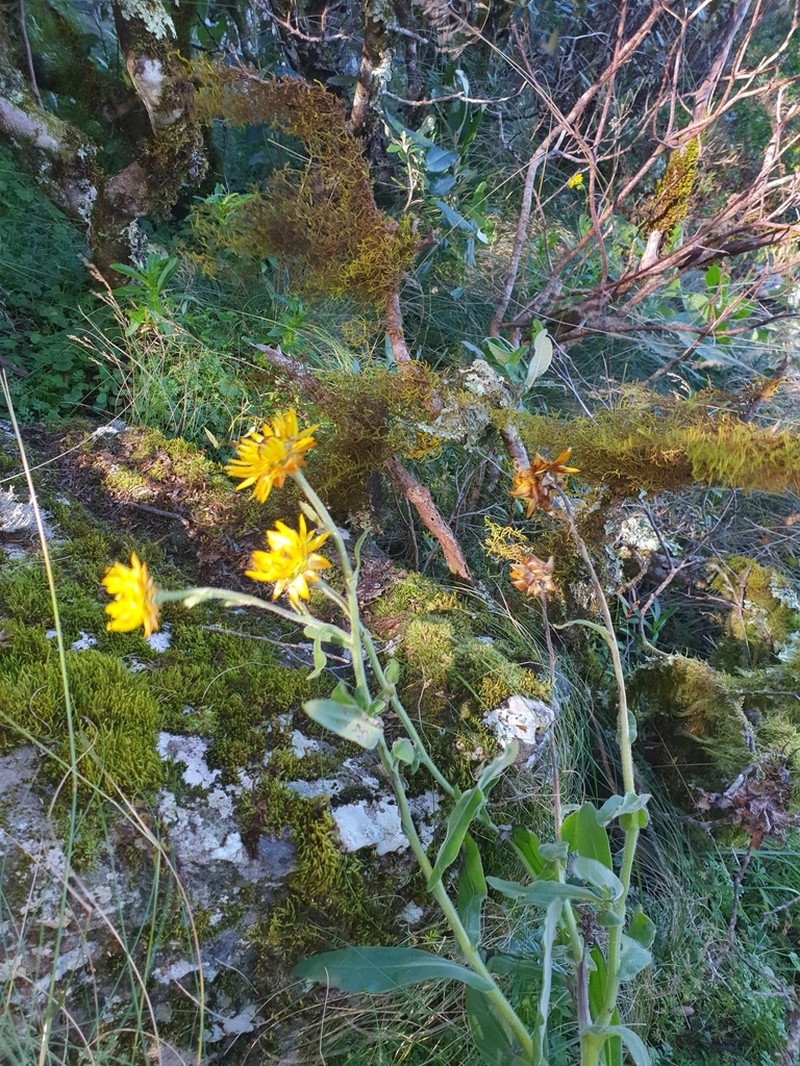 Xerochrysum berarngutta photo 8