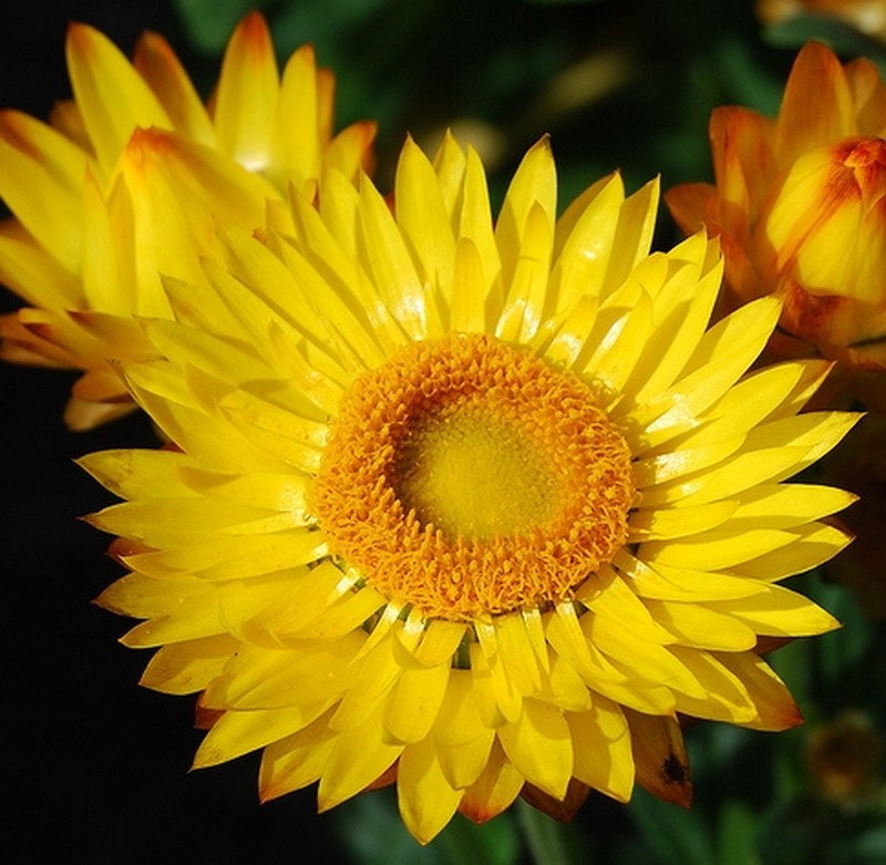Xerochrysum bicolor