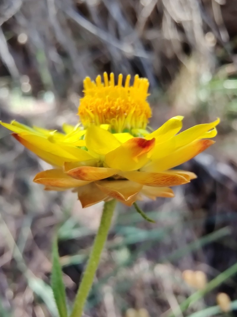 Xerochrysum bicolor photo 2