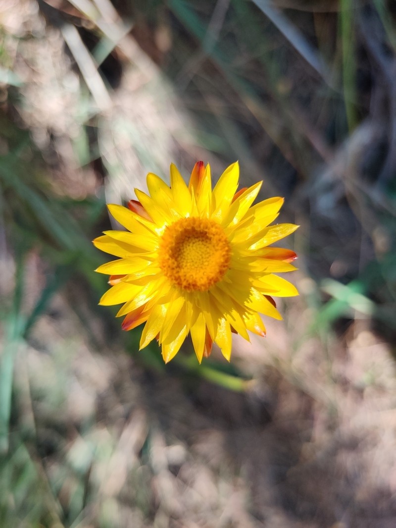 Xerochrysum bicolor photo 3