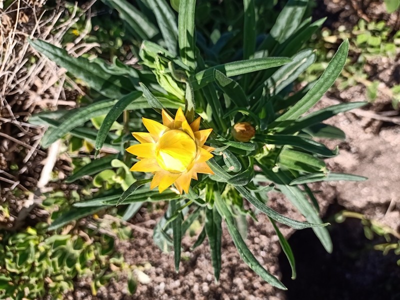 Xerochrysum bicolor photo 4