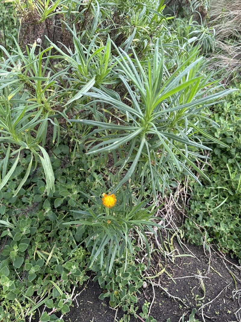 Xerochrysum bicolor photo 6