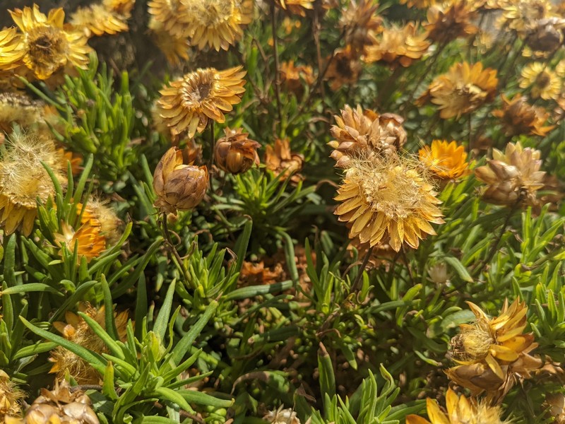 Xerochrysum bicolor photo 7