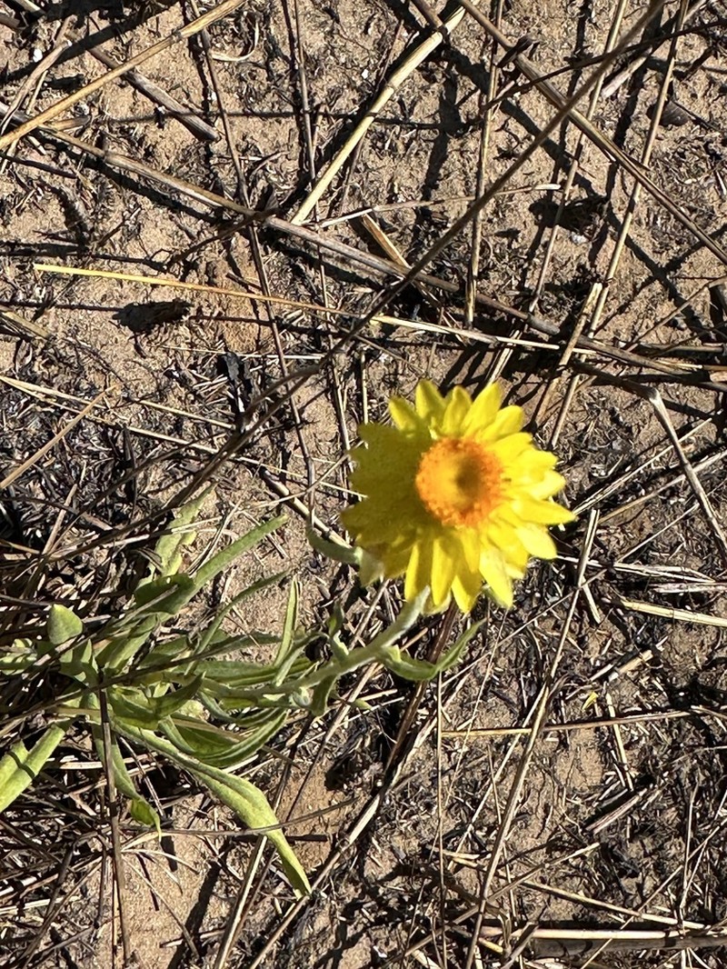 Xerochrysum boreale