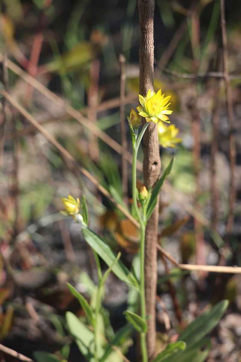 Xerochrysum boreale photo 2