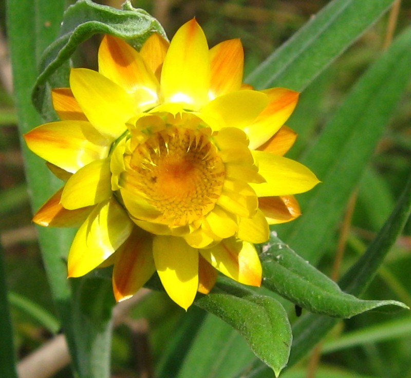 Xerochrysum boreale photo 3