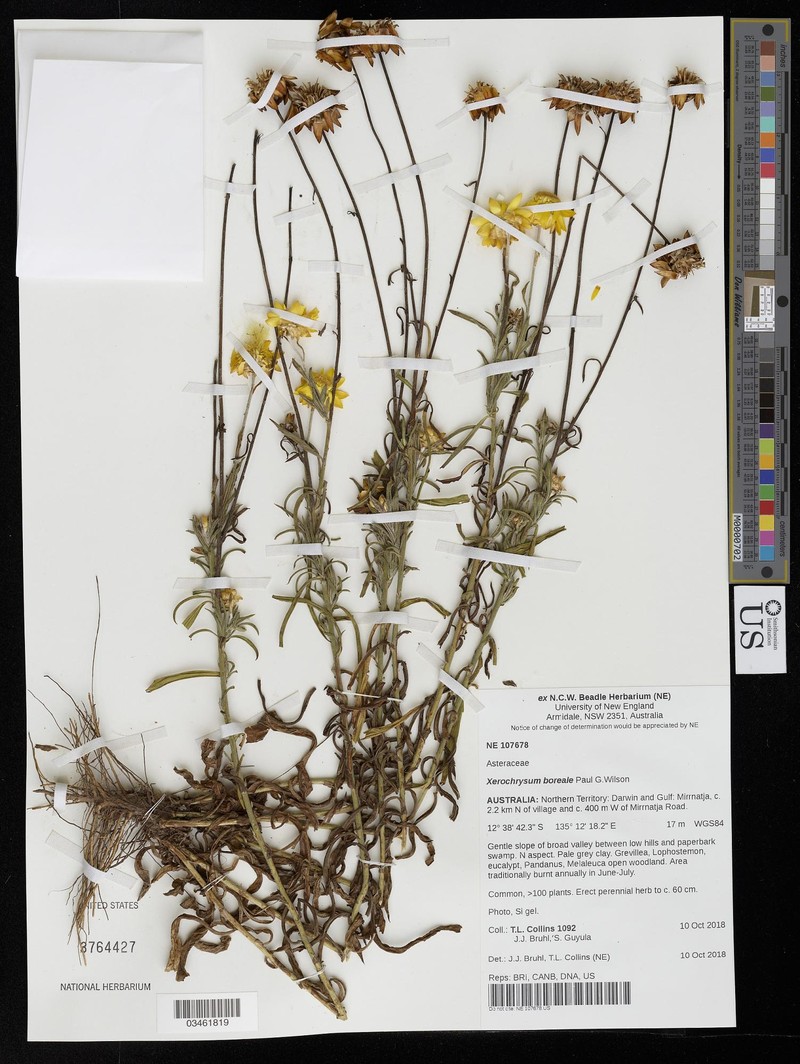 Xerochrysum boreale photo 4