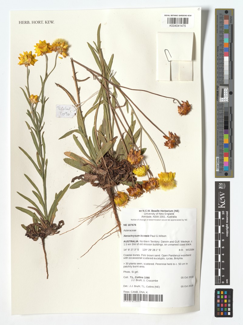 Xerochrysum boreale photo 5