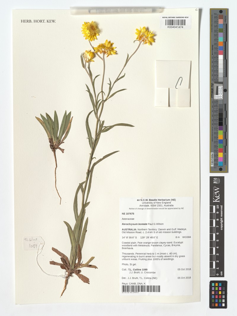 Xerochrysum boreale photo 6