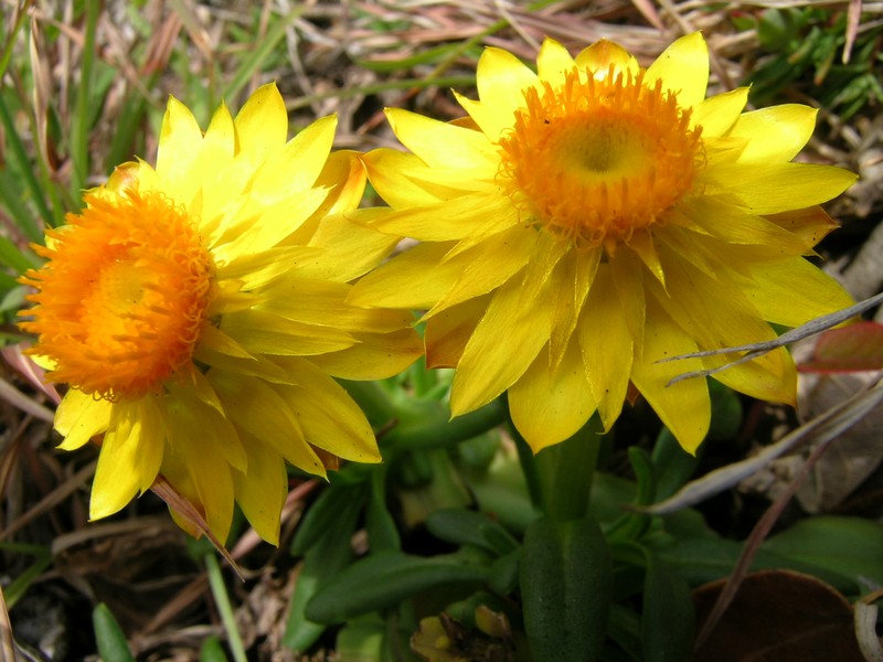 Bracted Strawflower photo 3