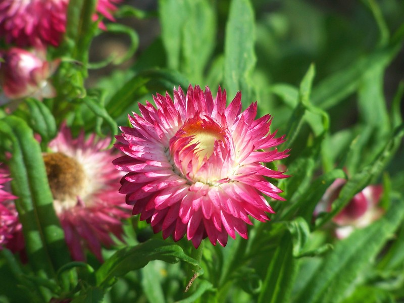 Bracted Strawflower photo 5