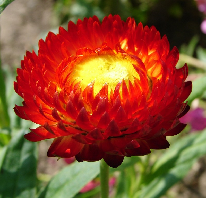 Bracted Strawflower photo 6