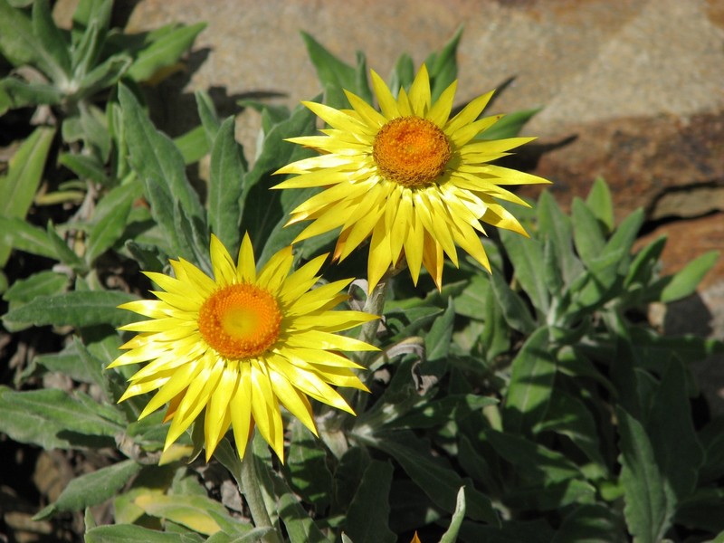 Bracted Strawflower photo 7