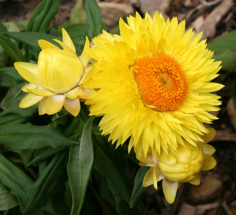 Bracted Strawflower photo 8