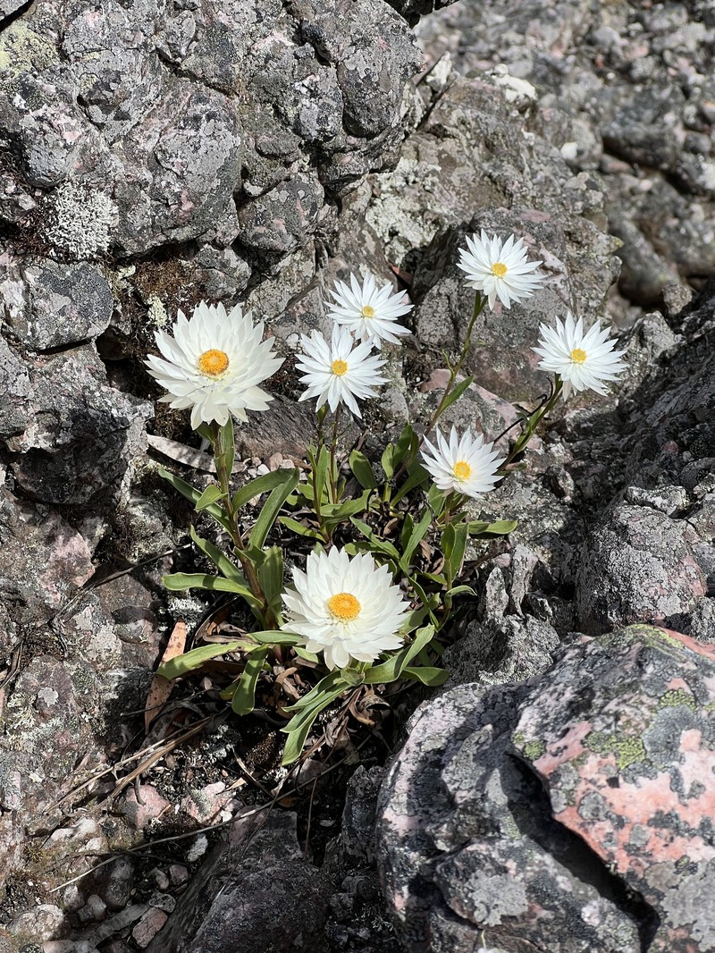Xerochrysum collierianum