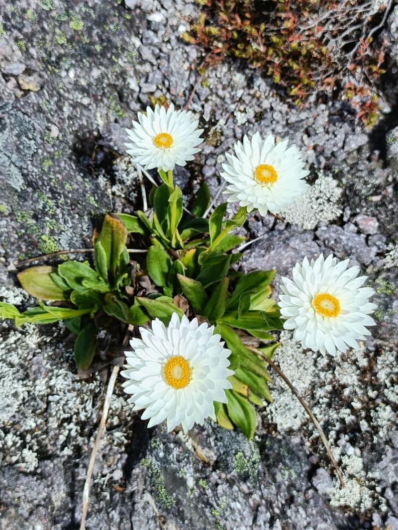 Xerochrysum collierianum photo 2