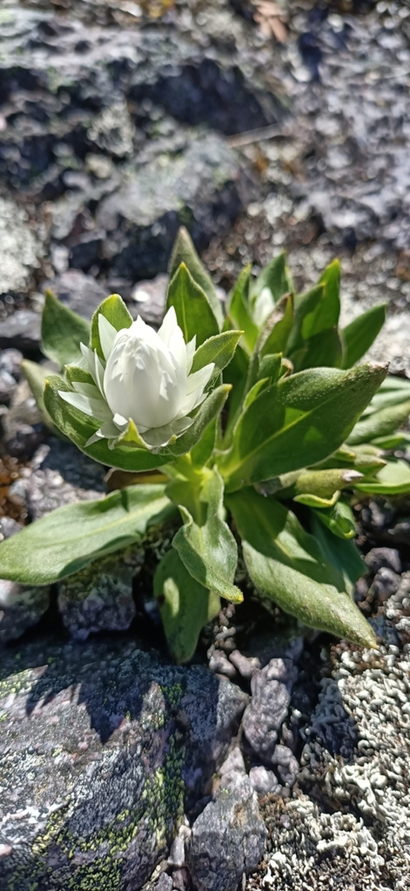 Xerochrysum collierianum photo 4