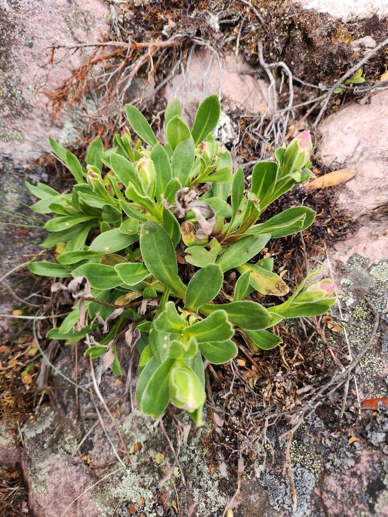 Xerochrysum collierianum photo 5