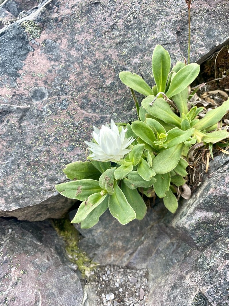 Xerochrysum collierianum photo 6
