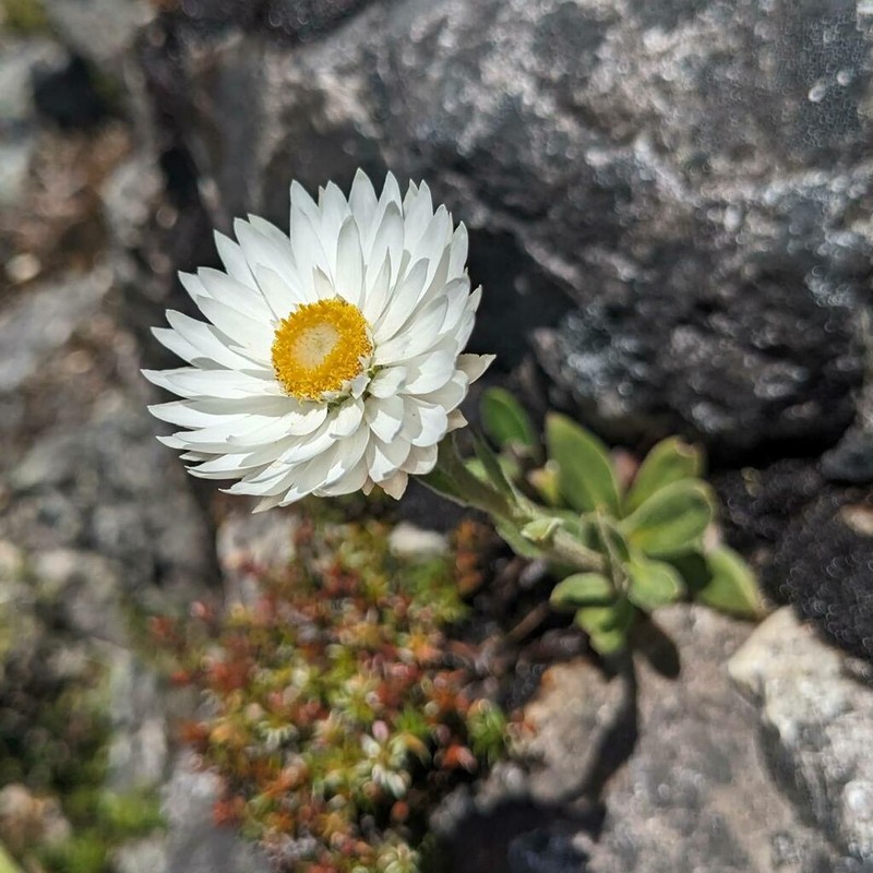 Xerochrysum collierianum photo 7