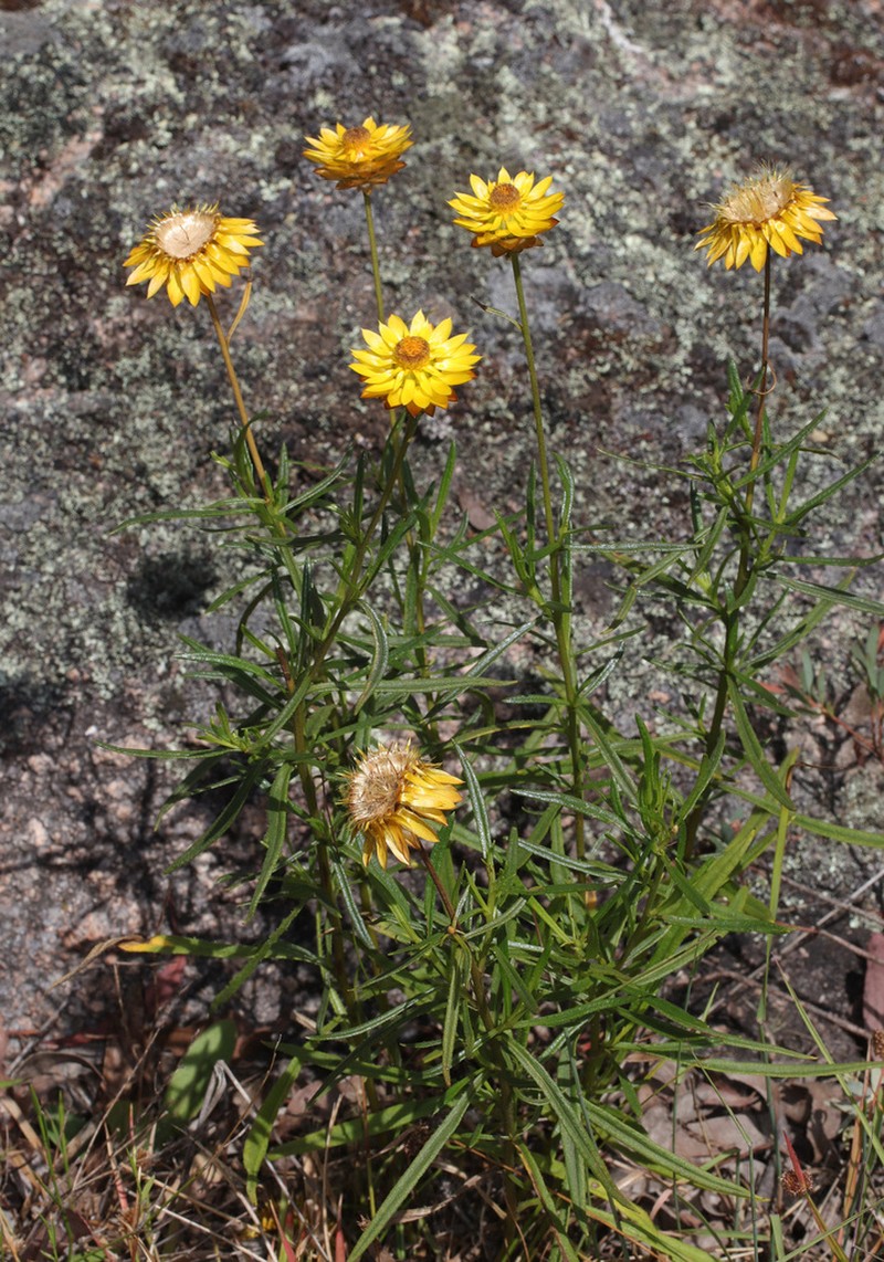 Xerochrysum copelandii