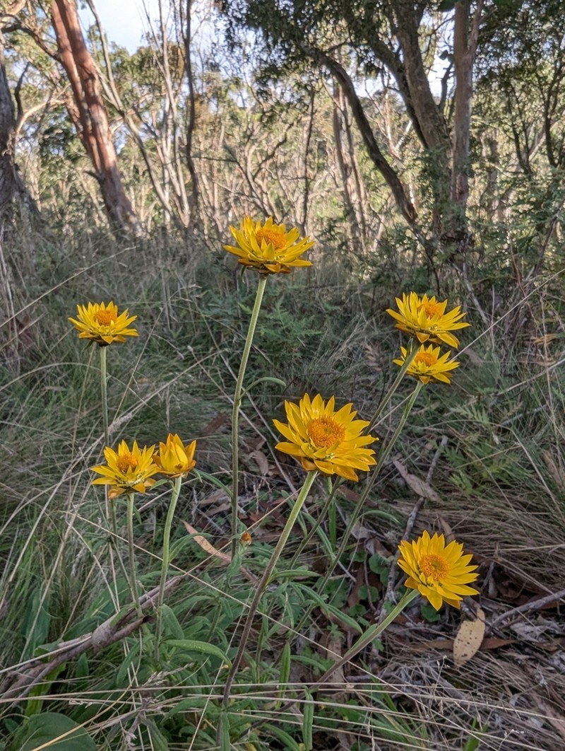Xerochrysum copelandii photo 2