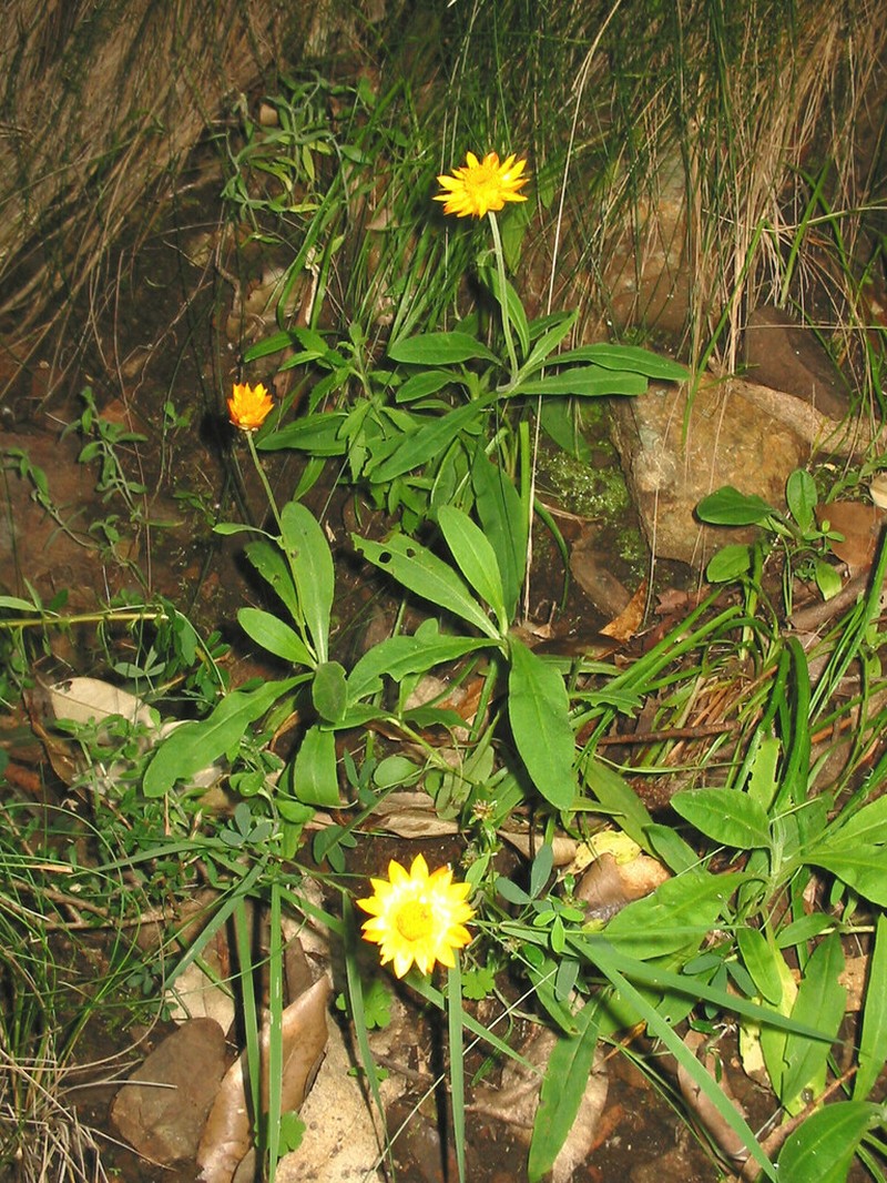 Xerochrysum copelandii photo 3