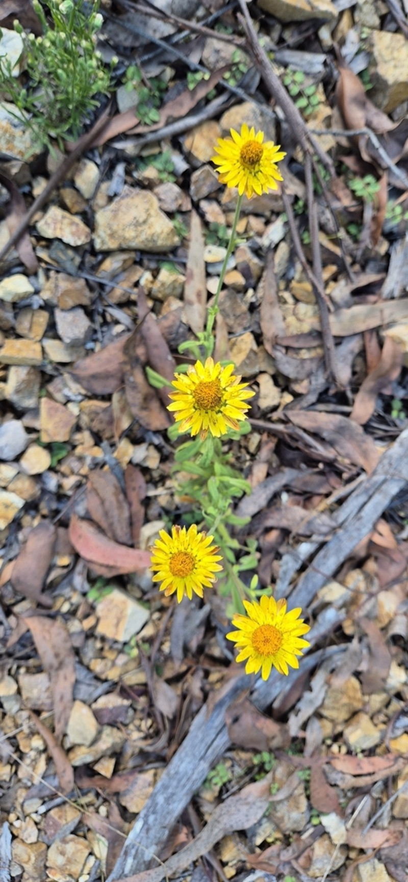 Xerochrysum copelandii photo 4
