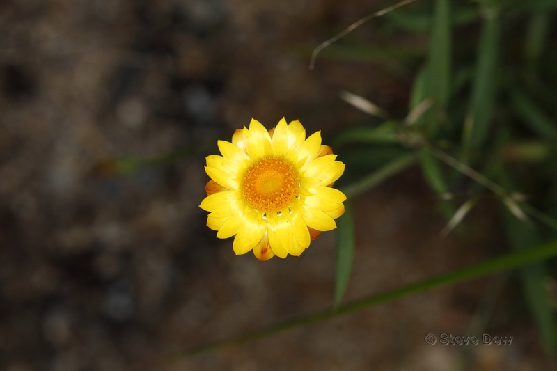 Xerochrysum copelandii photo 5