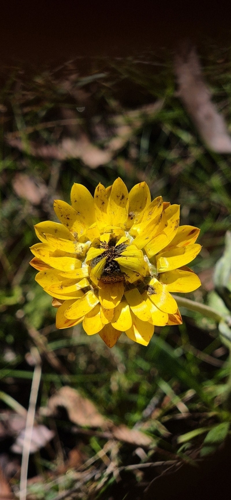 Xerochrysum copelandii photo 6