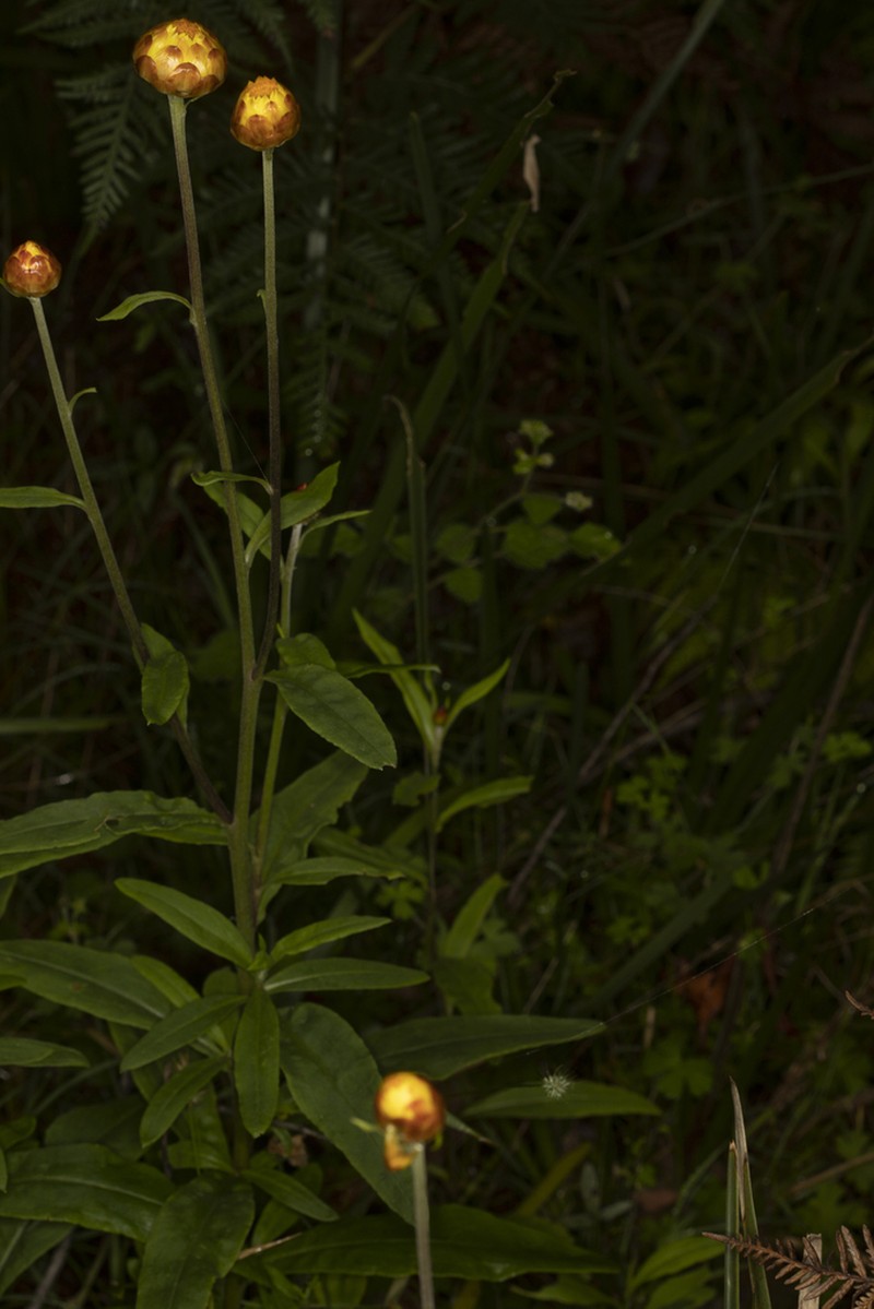 Xerochrysum copelandii photo 7