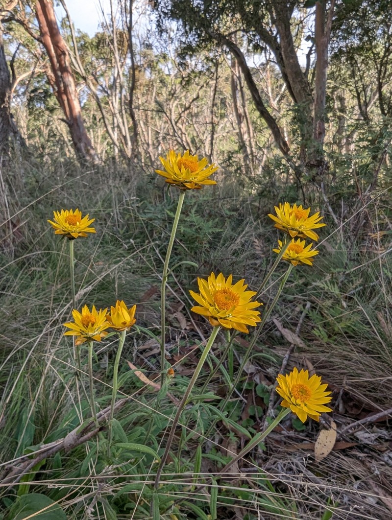 Xerochrysum copelandii photo 8