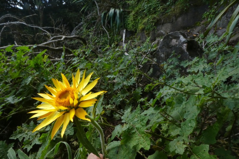 Xerochrysum frutescens
