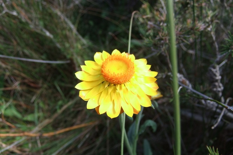 Xerochrysum frutescens photo 2