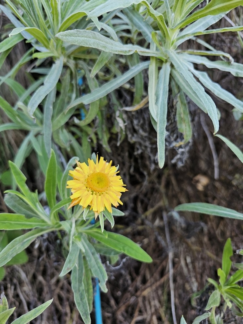Xerochrysum frutescens photo 3