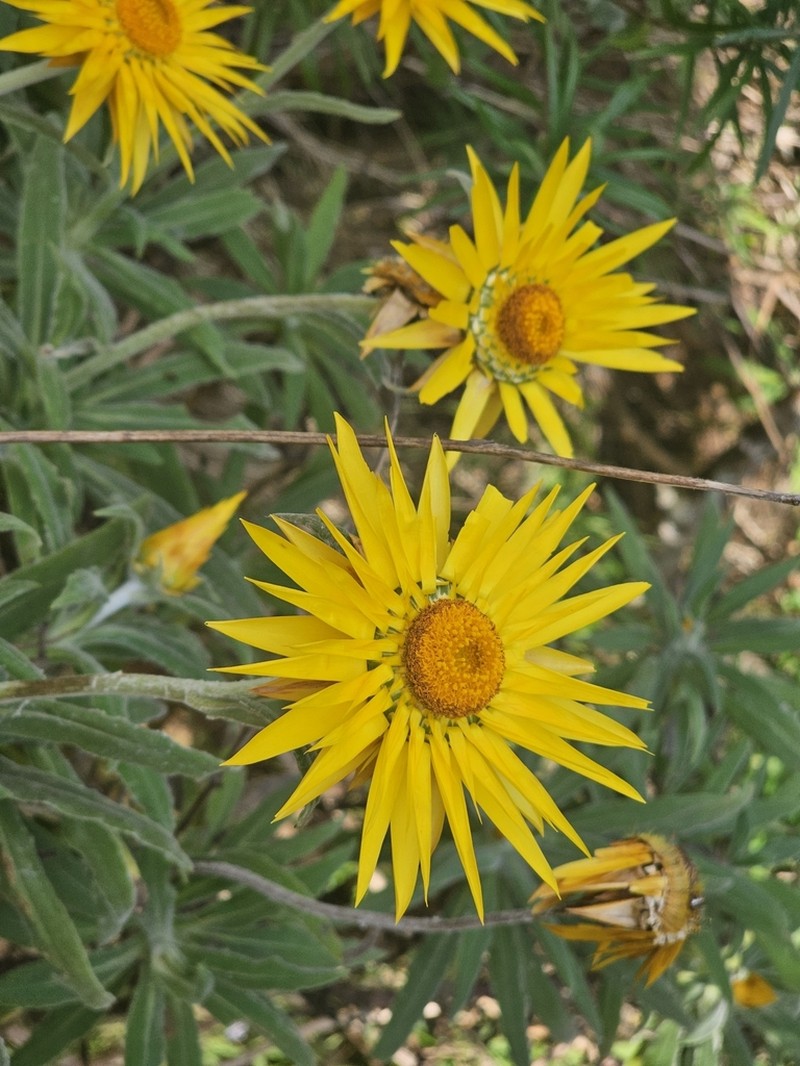 Xerochrysum frutescens photo 4