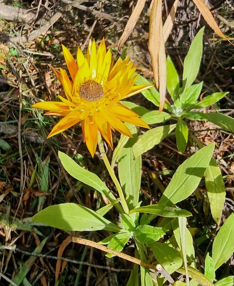 Xerochrysum frutescens photo 6