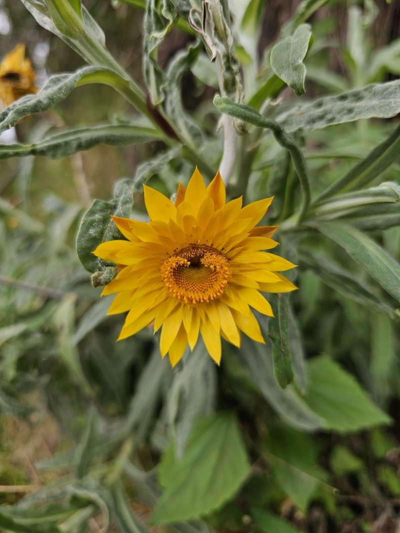Xerochrysum frutescens photo 8