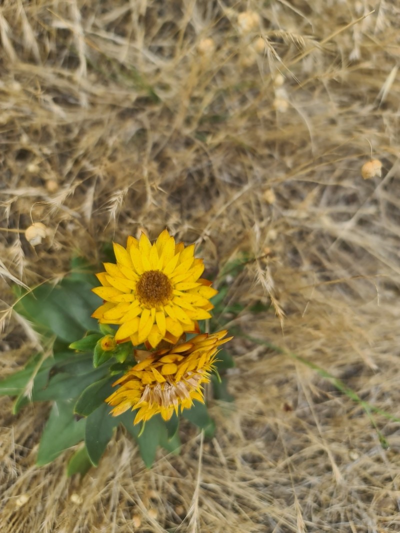 Xerochrysum halmaturorum