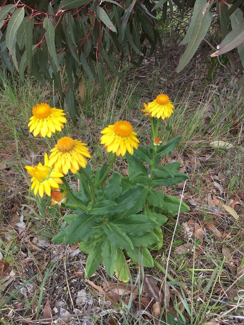 Xerochrysum halmaturorum photo 2
