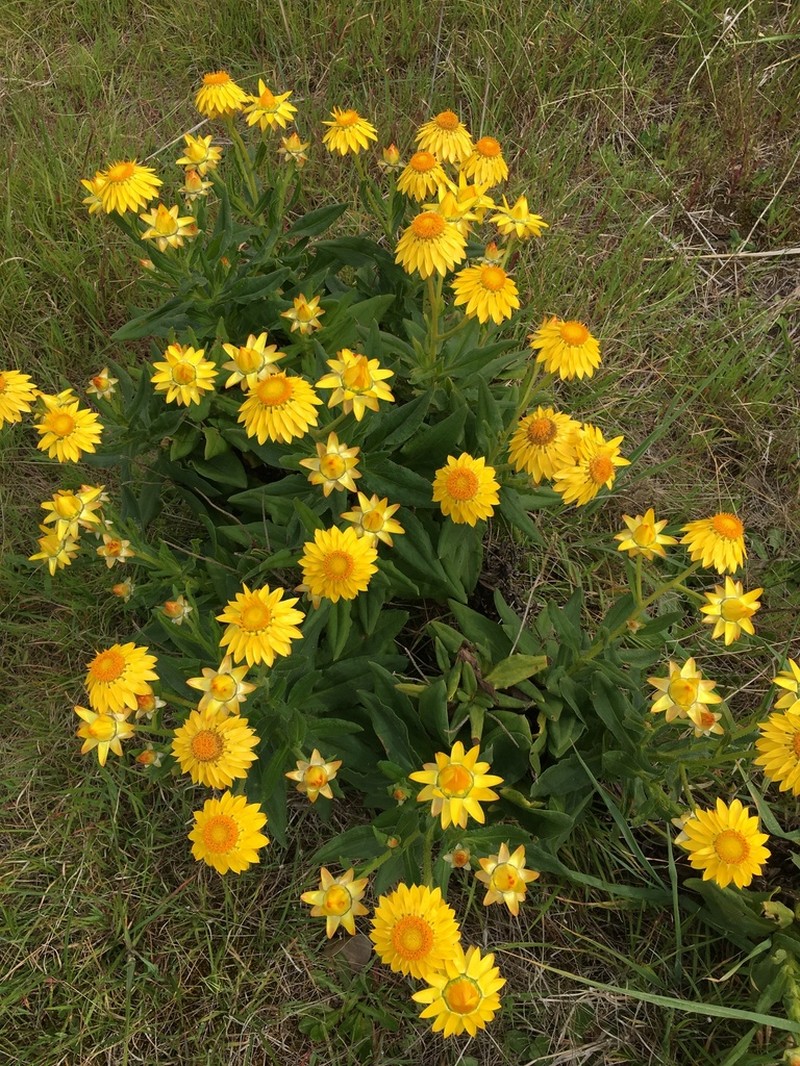 Xerochrysum halmaturorum photo 3