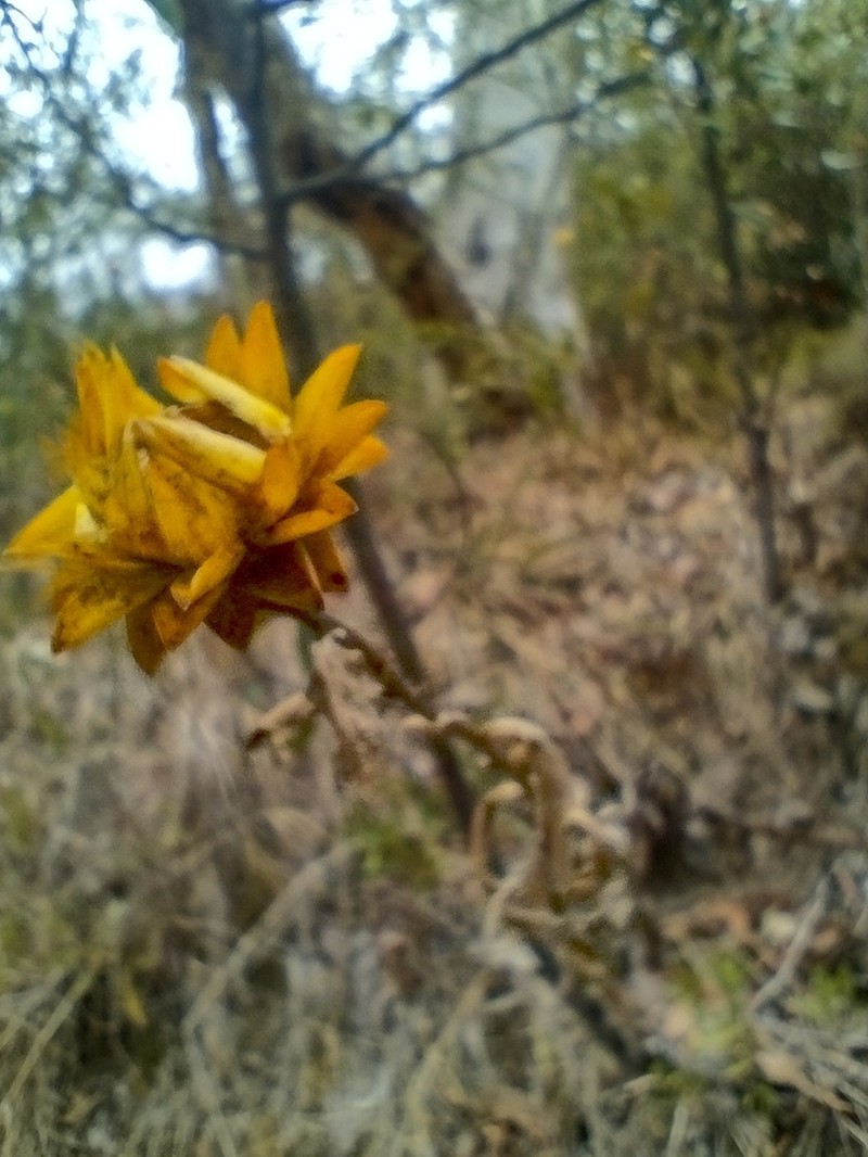 Xerochrysum halmaturorum photo 4