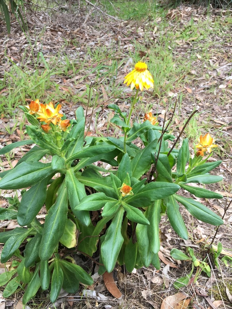 Xerochrysum halmaturorum photo 5