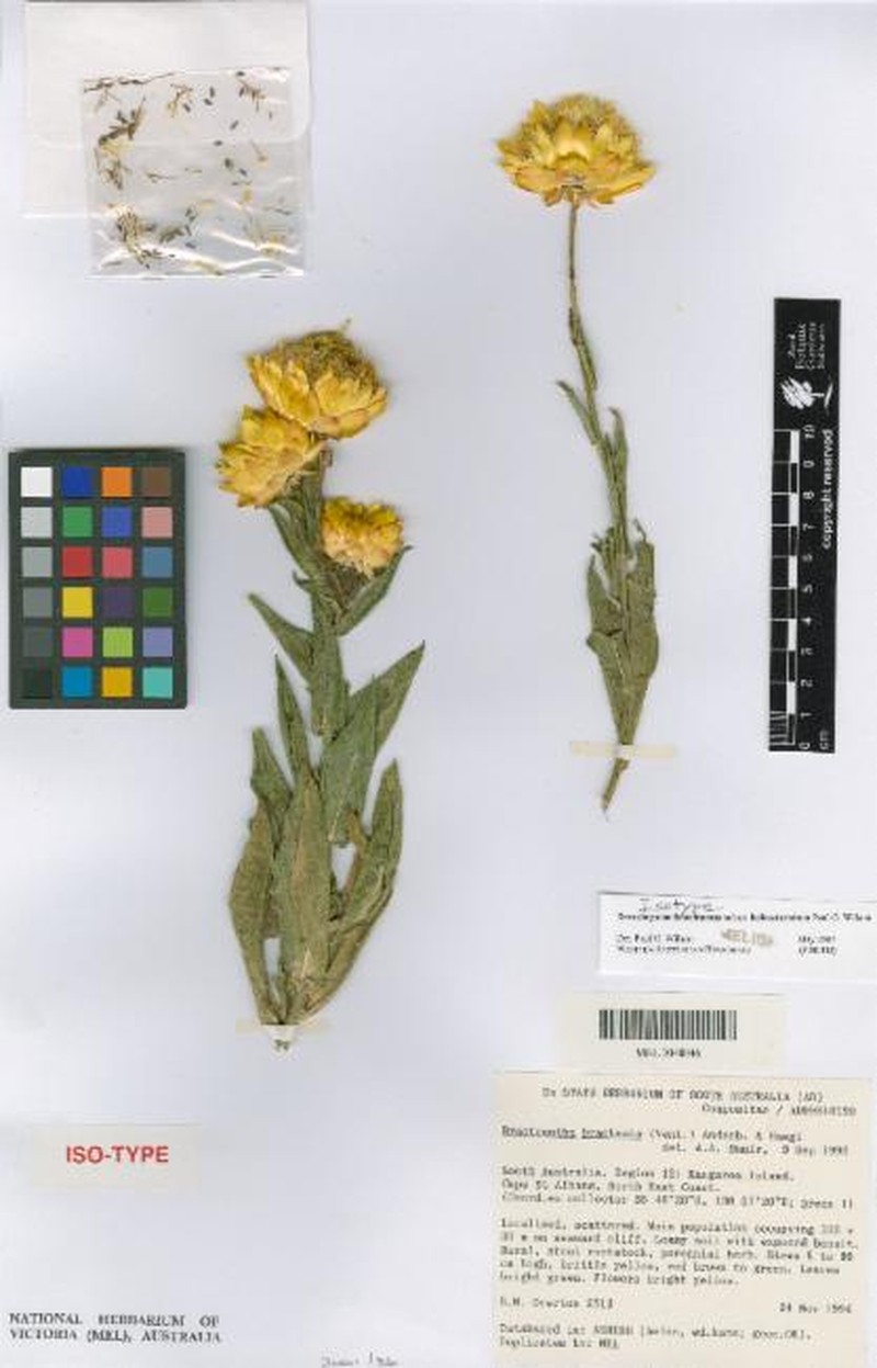 Xerochrysum halmaturorum photo 6