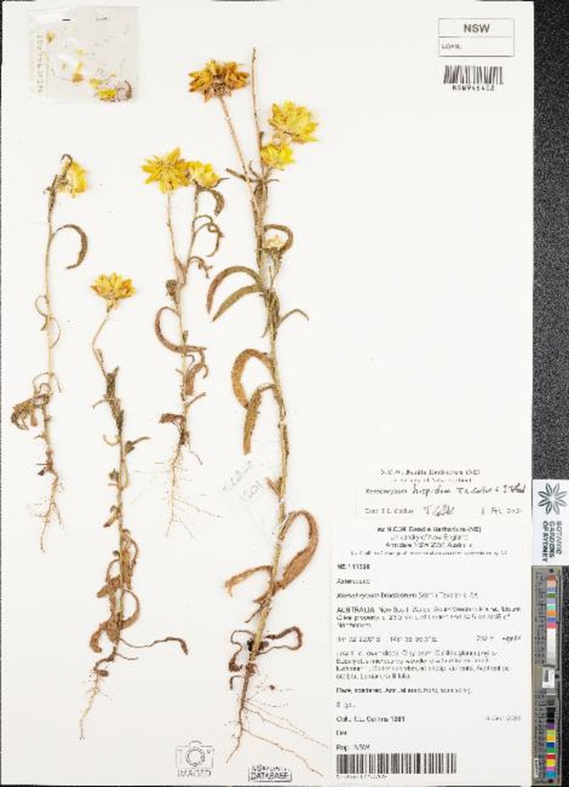Xerochrysum hispidum