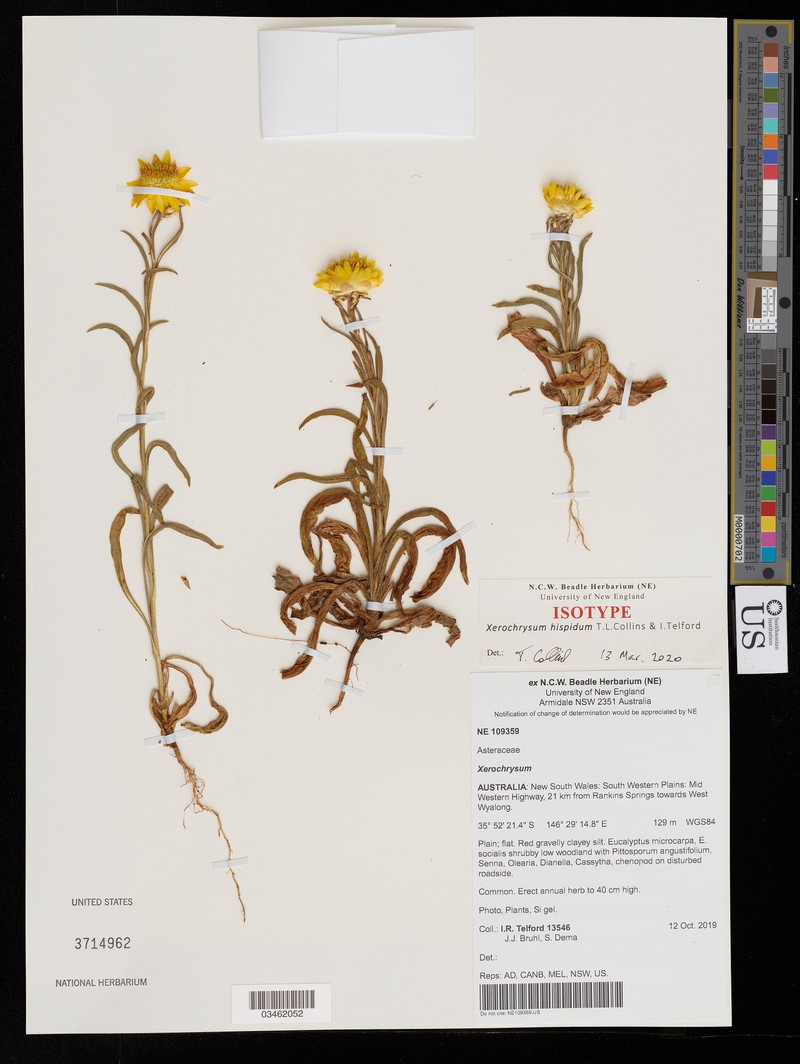 Xerochrysum hispidum photo 2