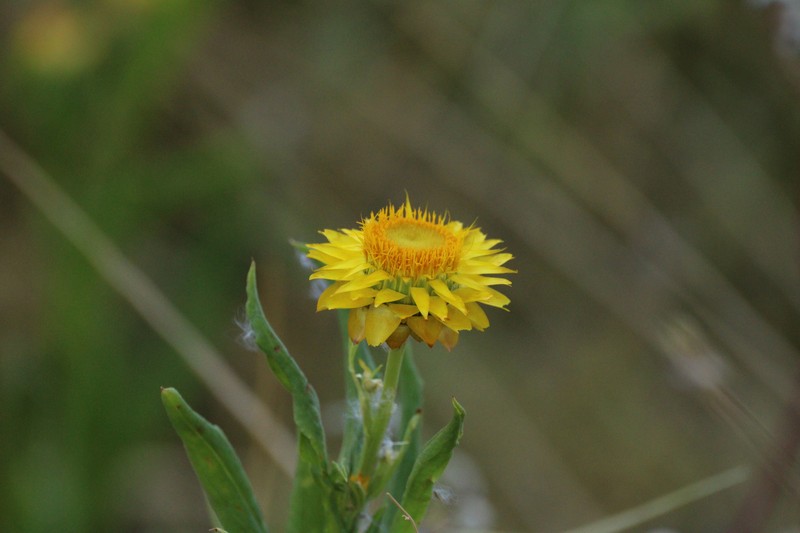 Xerochrysum interiore