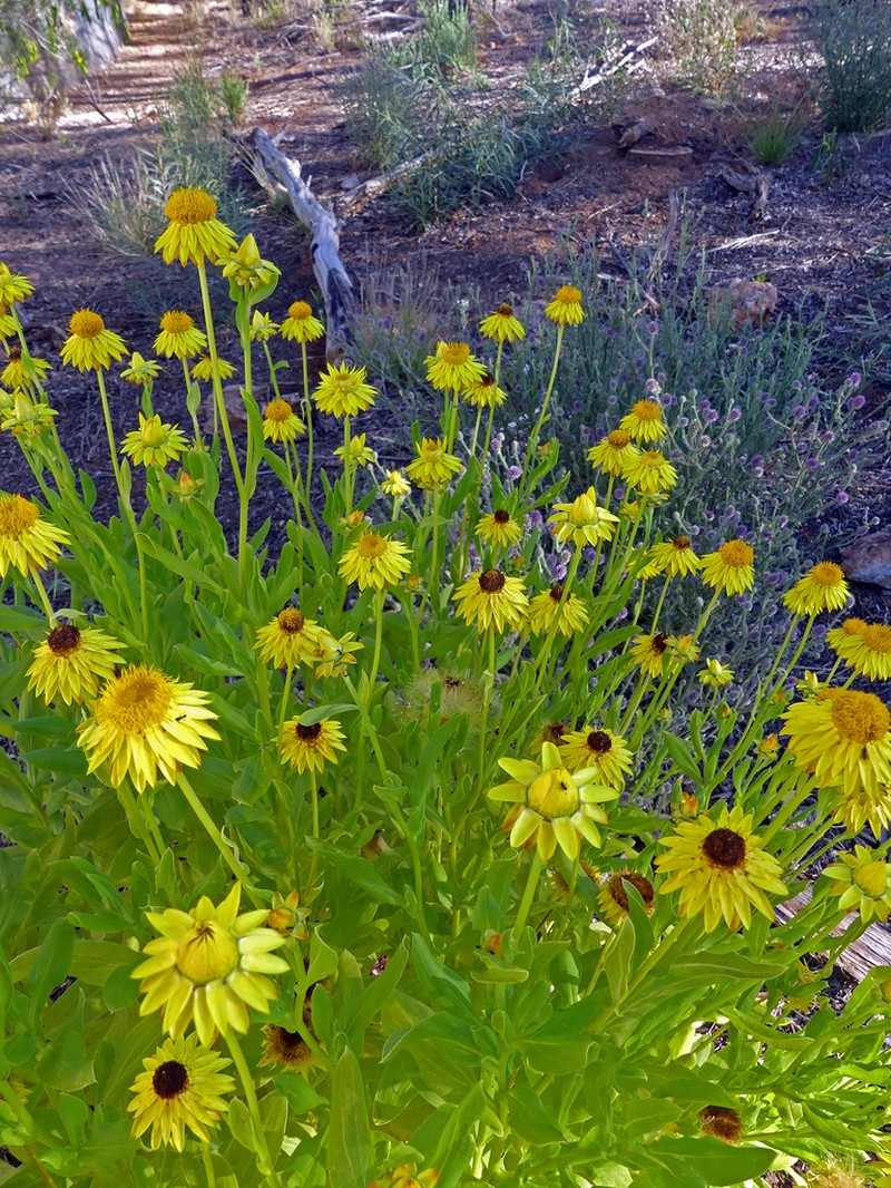 Xerochrysum interiore photo 2