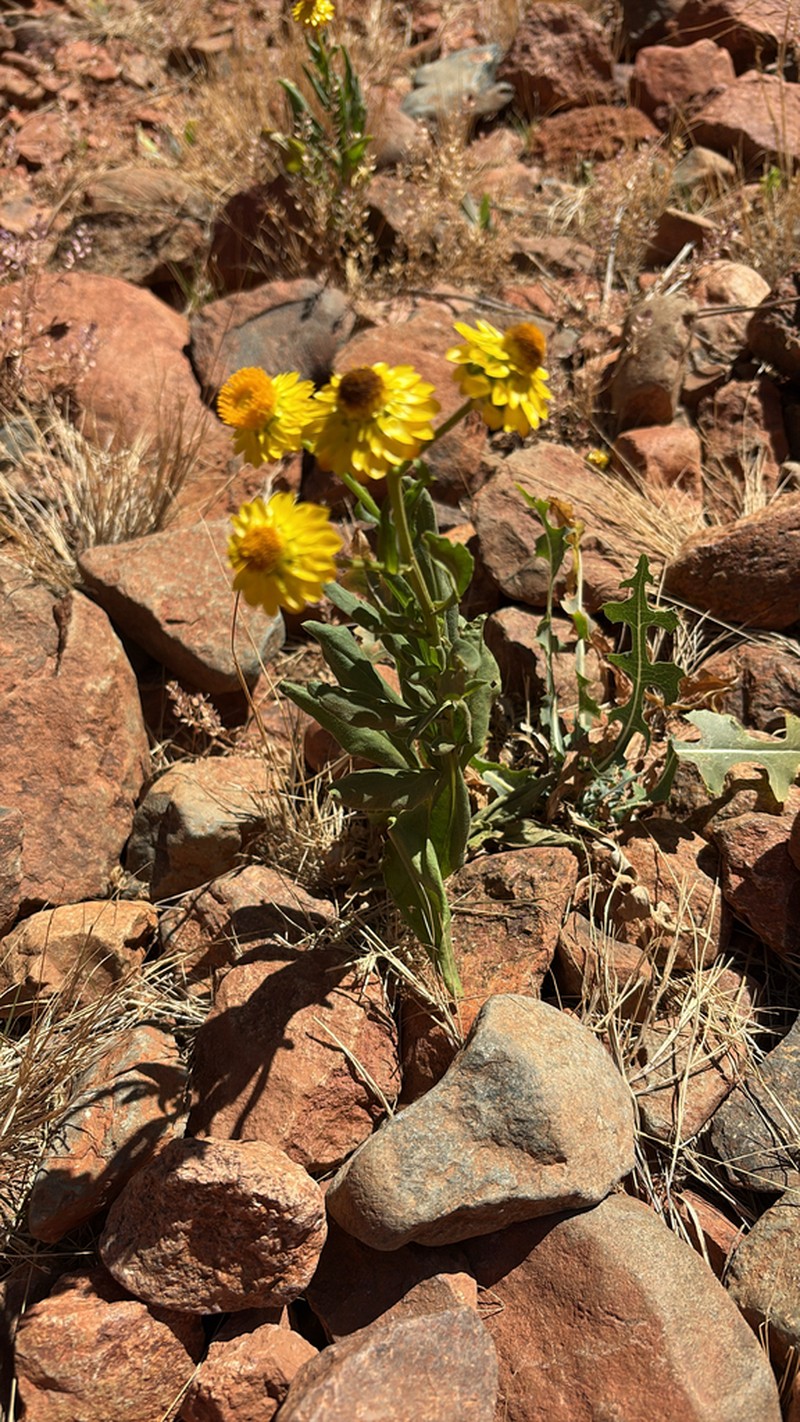 Xerochrysum interiore photo 3
