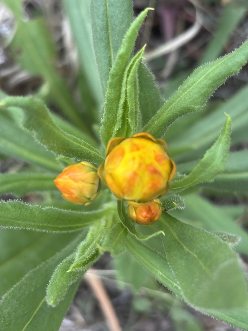 Xerochrysum interiore photo 4